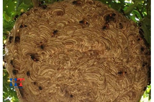 Dịch Vụ Bắt Ong Tại Nhà Quận 9 TP. Hồ Chí Minh