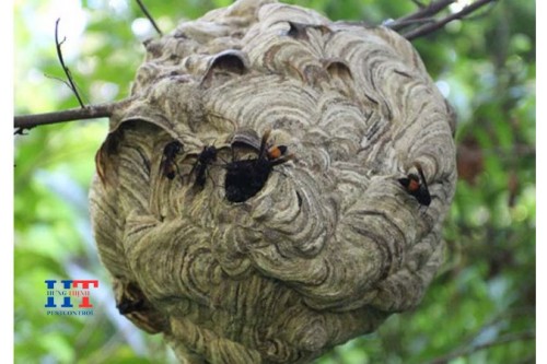 Dịch Vụ Bắt Ong Vò Vẽ Tại Dĩ An Bình Dương