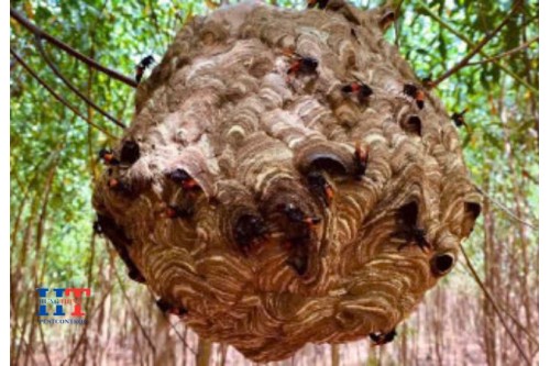 Dịch Vụ Bắt Ong Tại Nhà Bè TP. Hồ Chí Minh