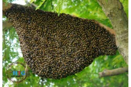 Dịch Vụ bắt Ong Tại Bàu Bàng Bình Dương