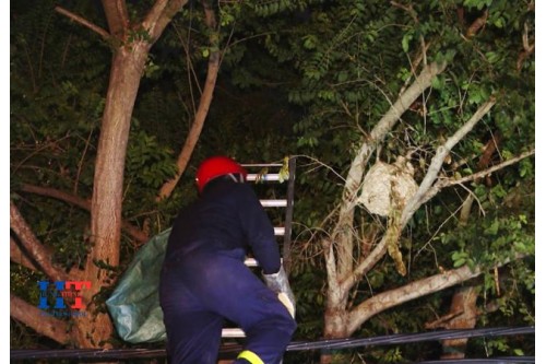 Dịch Vụ Bắt Ong Tại Cần Giờ TP. Hồ Chí Minh