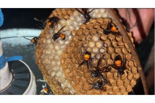Dịch Vụ Bắt Ong Vò Vẽ Tại Tiền Giang