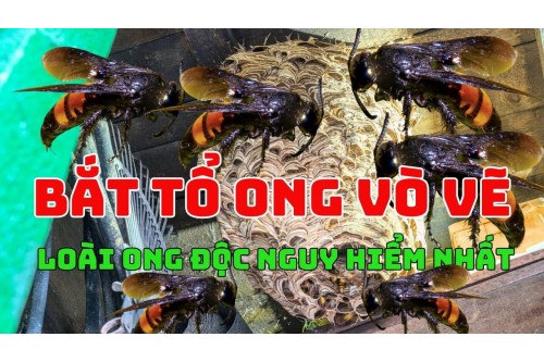 Dịch Vụ Bắt Ong Tại Gò Vấp TP. Hồ Chí Minh
