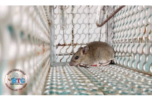Dịch Vụ Diệt Chuột Tại Tây Ninh