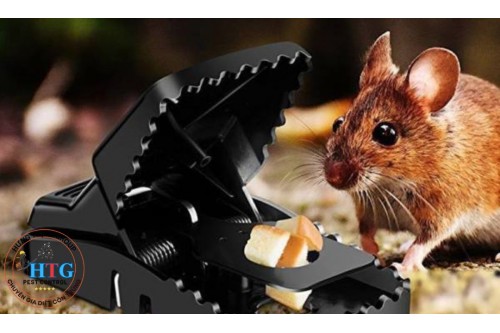 Dịch Vụ Diệt Chuột Tại Tiền Giang