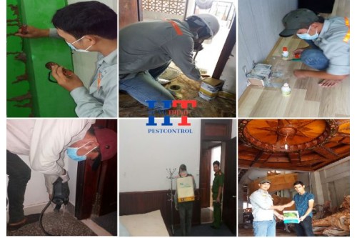 Dịch Vụ Diệt Mối Tại Đồng Nai