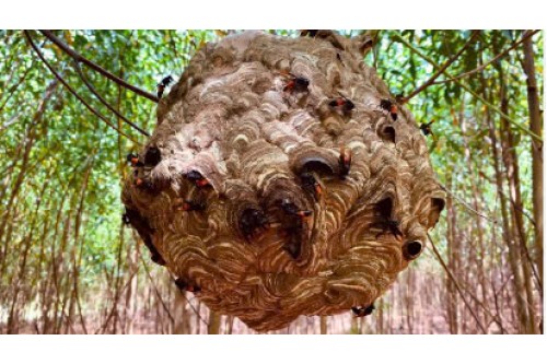 Dịch Vụ Bắt Ong Diệt Ong Tại Quận 12 